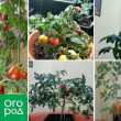 Отглеждане на домати в апартамент през зимата - личен опит със заключения и сортове