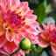 20 Растения с големи цветя - ярки акценти за вашата градина
