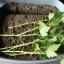 Личен опит: как да се размножават твърдо вкоренени растения със зелени резници