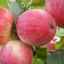 Най-добрите сортове ябълкови дървета за региона на москва