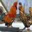 Преглед на породата пилета на павловски, тяхното отглеждане, поддържане и грижи у дома