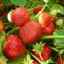 Ягода (ягода) алфа сорт описание