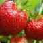 Описание на сорта ягоди (ягоди) фея