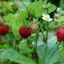 Описание на разнообразие от ягоди (дива ягода) слънчева поляна
