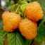 Описание на сорт малина портокалово чудо